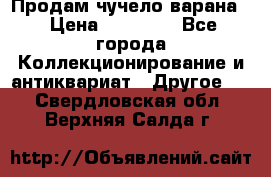 Продам чучело варана. › Цена ­ 15 000 - Все города Коллекционирование и антиквариат » Другое   . Свердловская обл.,Верхняя Салда г.